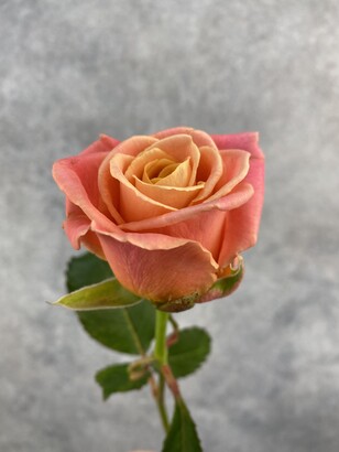 Роза персиковая стандарт