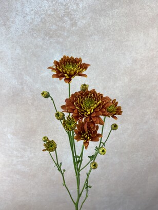 Хризантема м/ц махровая коричневая